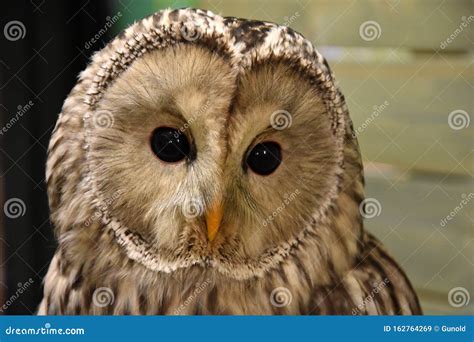 Portrait of a Young Tawny Owl Stock Image - Image of glance, colors ...