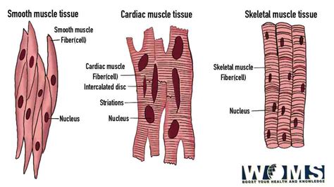 Diagram of Muscle Fiber: 3 Types, Functions, and Anatomy - WOMS