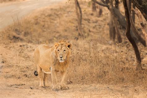 Asiatic Lion Habitat - Francis J Taylor Photography