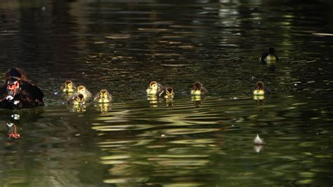 Mother and Kids Baby Duck Family in Nature 13398398 Stock Video at Vecteezy