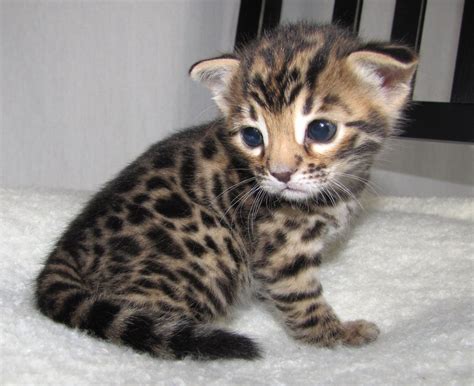 Bengal Kittens | Bengal kitten, Kitten pictures, Kittens cutest