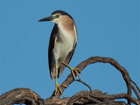 Night-heron, Nankeen | BirdForum