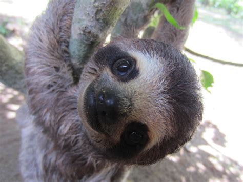 Baby Sloth, Costa Rica. Too cute | Furry, Feathery or Scaly Friends I…