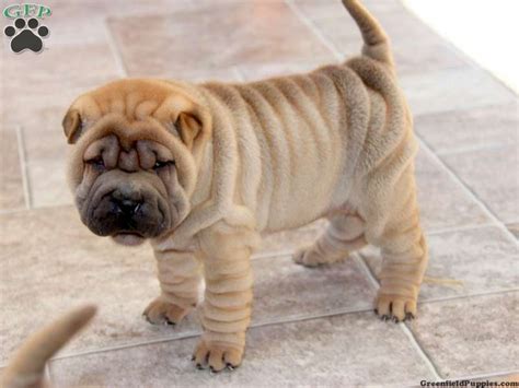 Shar-Pei Puppies For Sale | Greenfield Puppies