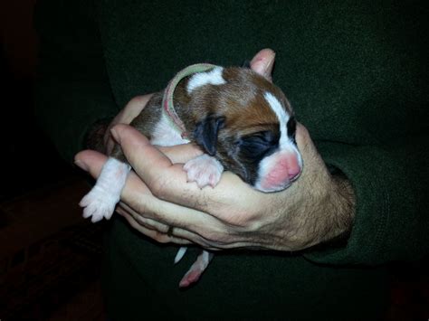 Droll Newborn Adorable Boxer Puppies - l2sanpiero