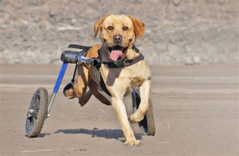 Dog wheelchair certification program on offer - Vet Practice Magazine