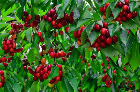 11 Dwarf Fruit Trees You Can Grow in Small Yards