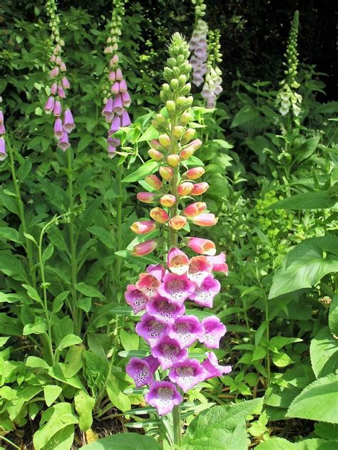 Foxglove: How to plant, grow and care in your pot and garden | My ...