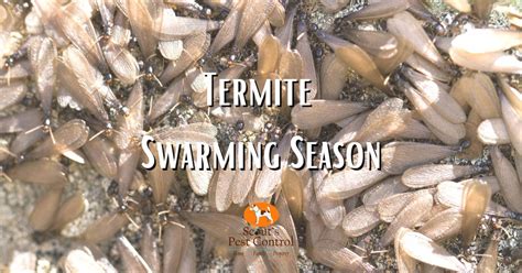 Termite Swarming Season