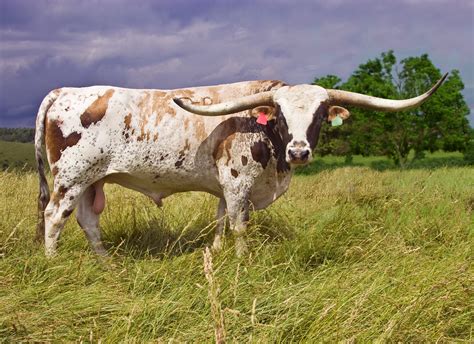 Longhorn Cattle Wallpaper - WallpaperSafari