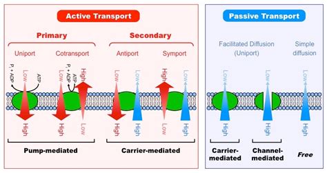 How Do Carrier Proteins Transport Substances Across Cell Membranes ...