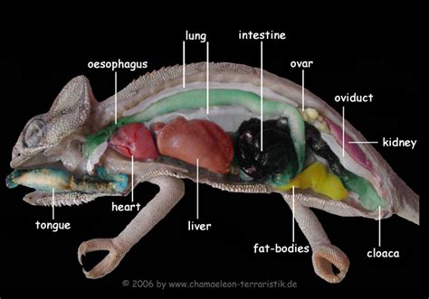 Chameleon World: Chameleon Anatomy And Biology