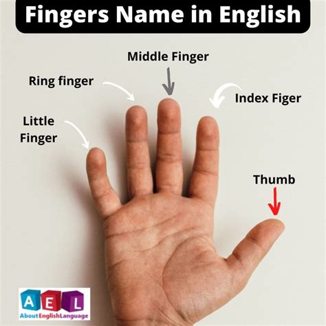 Five Fingers name in English | Interesting about Fingers – Learn ...