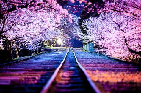 3840x2160px | free download | HD wallpaper: cherry blossom, night, the ...