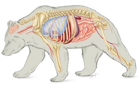 Internal anatomy of the brown bear Illustration by Laurie O'Keefe ...