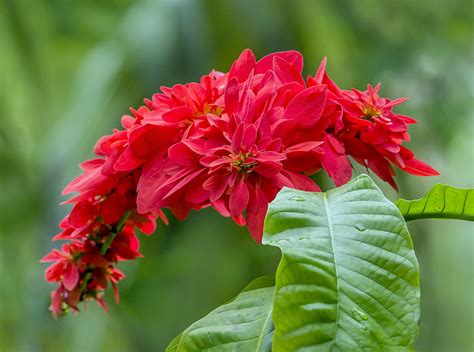 Chaconia Flowers. Trinidad's national flower in celebratio… | Flickr