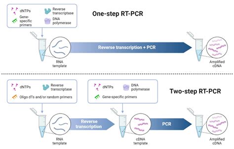 RT-PCR: Definition, Principle, Enzymes, Types, Steps, Uses, 49% OFF