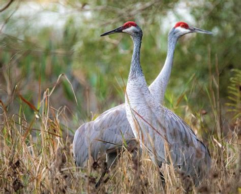 Sandhill cranes (Antigone Canadensis) - Life History and More