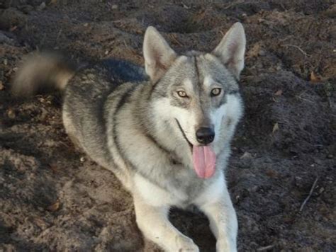 Wolf German Shepherd Husky Mix - MXIBAR