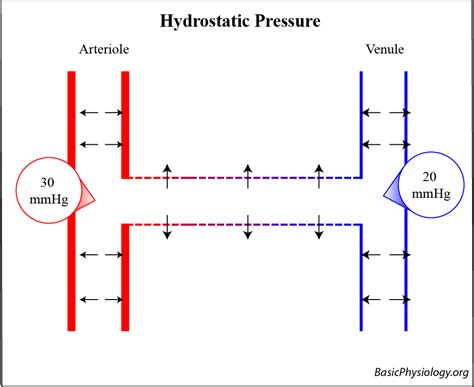 B.5.3. The Capillaries – BasicPhysiology.org