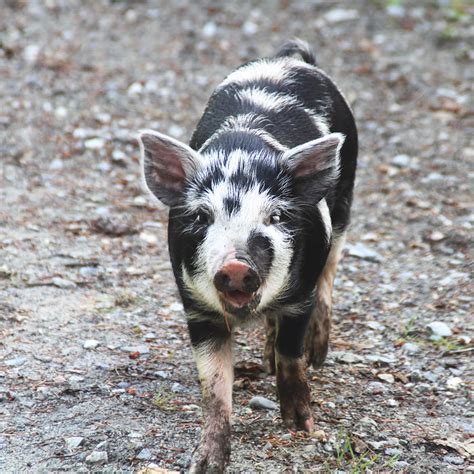 Black And White Baby Pig Photograph by Peggy Collins