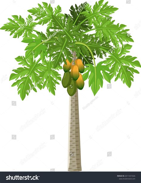 Papaya Tree Isolated Cartoon Style On Stock Vector (Royalty Free ...