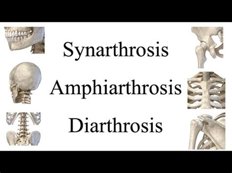 MBLEx Review: Movements of Synarthrosis, Amphiarthrosis, & Diarthrosis ...