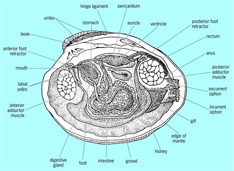 Clam Fossil | WhatAEarth