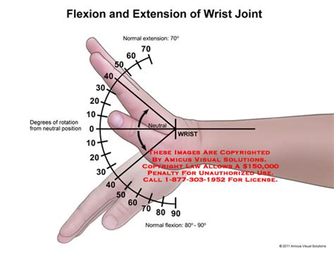 AMICUS Illustration of amicus,anatomy,range,motion,wrist,joint,flexion ...