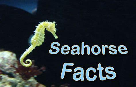 Seahorse Facts For Kids Pictures, Information & Activities