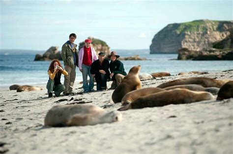 Sea Lions at Seal Bay Conservation Park | Touring Treasures