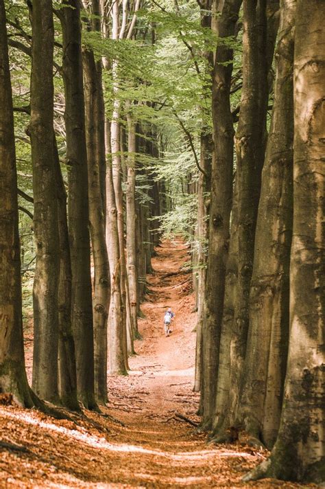 The 5 Most Beautiful Forests in the Netherlands » Roselinde