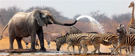 Cape Safaris, Cape Town South African » Tours » African Peninsula Tours