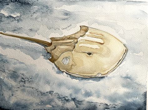 Horseshoe Crab in watercolor - Raye of Light Studio