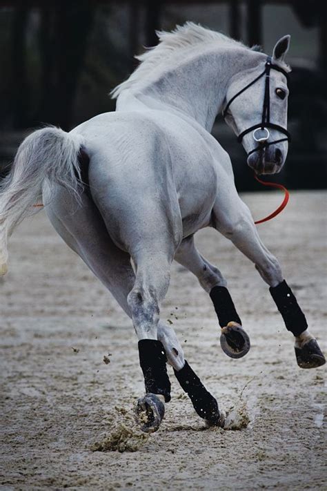 The Horse at Hermès. Photo: Giampaolo Vimercati #Horse #Hermes # ...