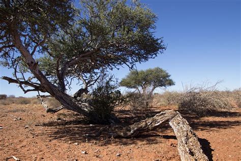 Trees Landscape Desert - Free photo on Pixabay - Pixabay