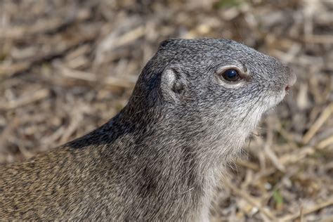 Franklin's ground squirrel (Poliocitellus franklinii) | Flickr