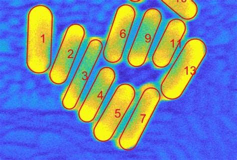 New tool helps nanorods stand out | Rice News | News and Media ...