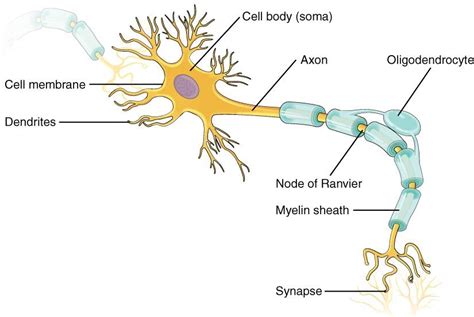 Are there synapses between the nodes of Ranvier?