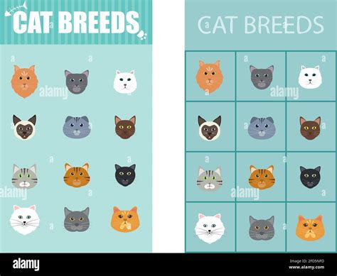 Group of Cute Cat Breeds List Cartoon Animal Illustration To Background ...