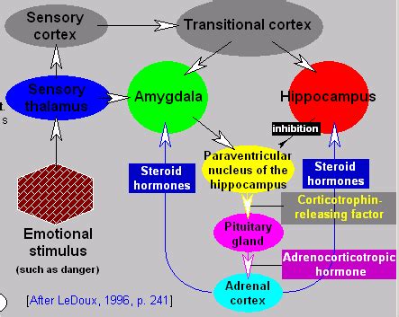 Emotion and the Amygdala in Understanding