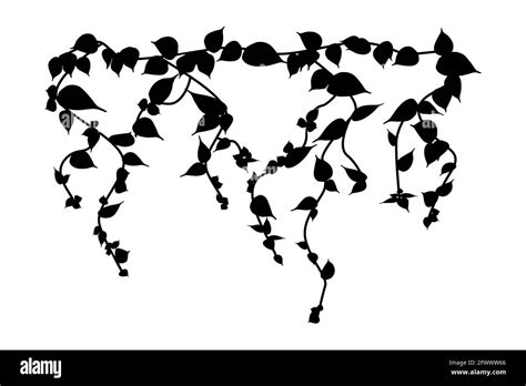 Ivy vine silhouette isolated on white background. Vine plant. Black ...