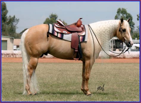 Quarter Horse stallion Lose N Me Cool | Palomino horse, Reining horses ...