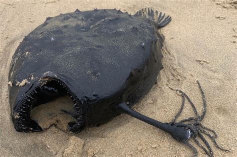 Beachgoer discovers deep-sea footballfish rarely seen ashore