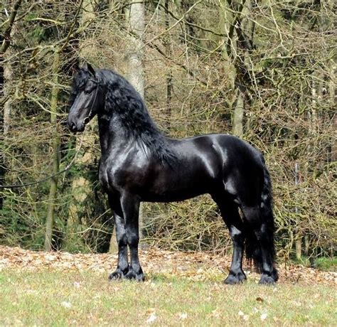 Pin by Asif Athwal17🇵🇰🇲🇾 Aries ♈ on Horse,s | Stallion horses, Friesian ...