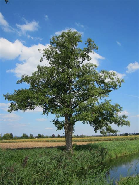 The Black Alder Tree