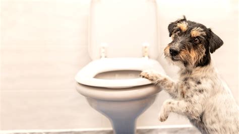 Dog Constipation: Causes & Treatment for Your Dog | Purina