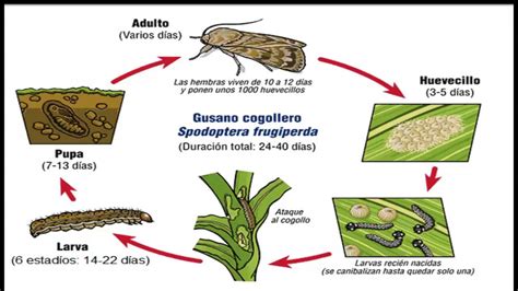 Spodoptera Litura Life Cycle