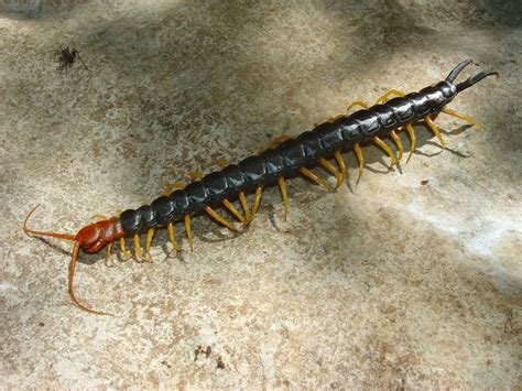 Giant Desert Centipede