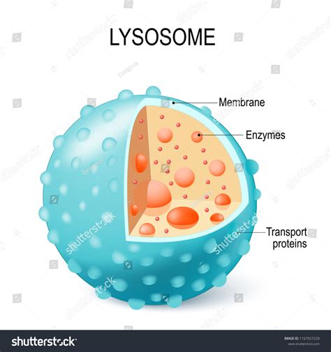 Lysosome Clipart House